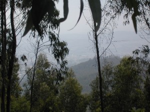 ntotofromwoods