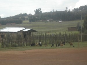 countryside