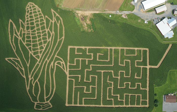 cornmaze