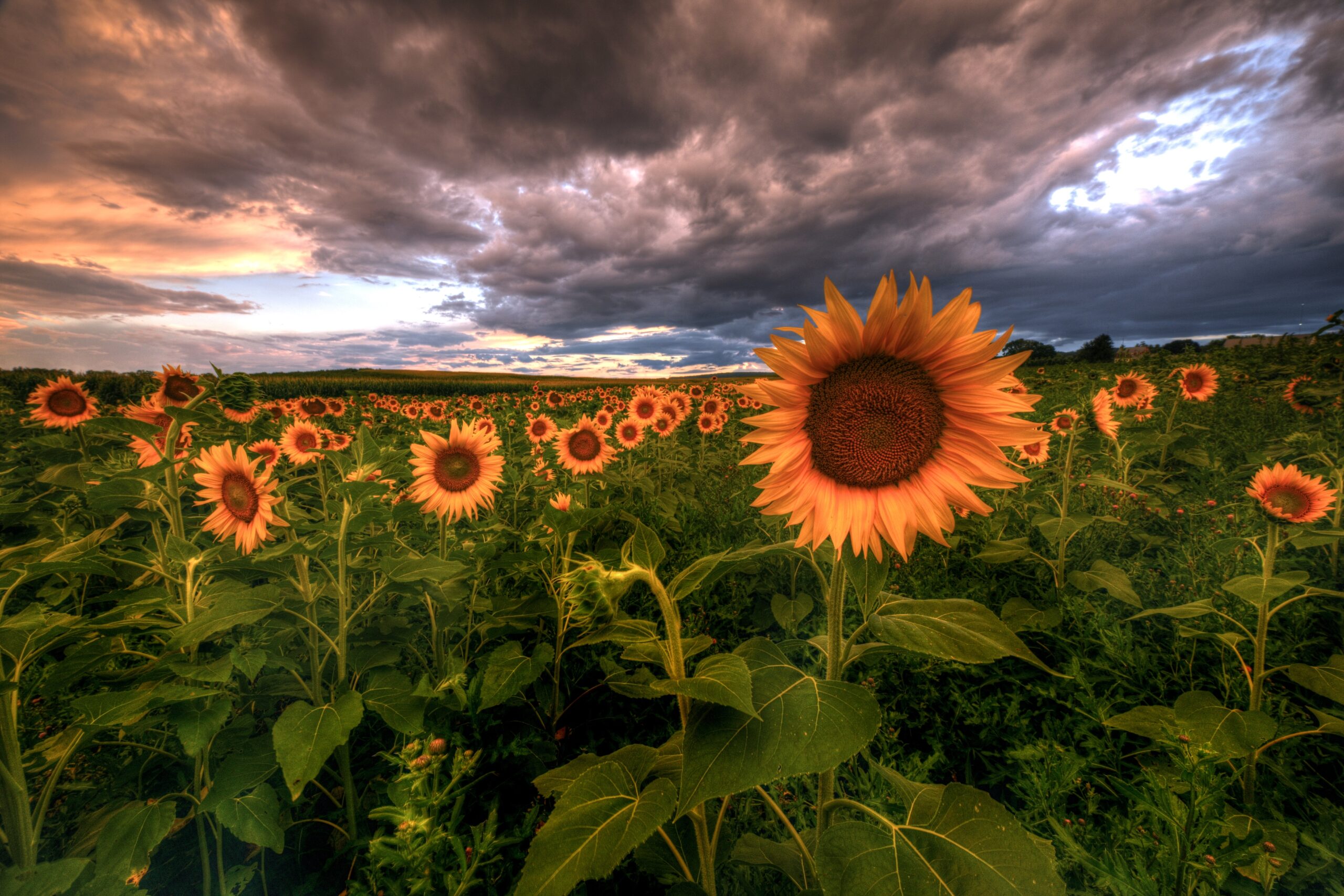 Sunflowers and Wildflower Picking at Flinchbaugh’s Orchard & Farm Market